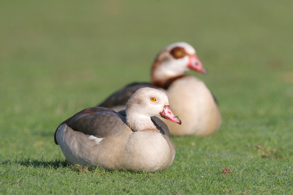 Egyptian Goose © 2007 Fraser Simpson