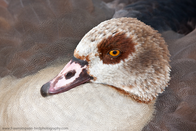 Egyptian Goose © 2011 Fraser Simpson