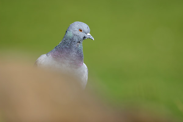 Feral Pigeon © 2007 Fraser Simpson