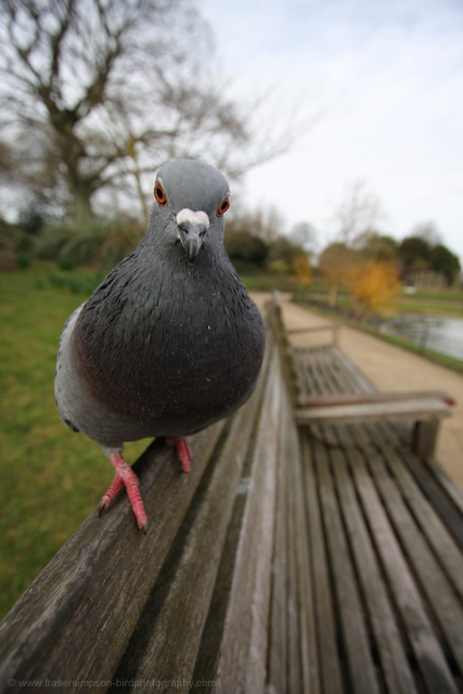 Feral Pigeon © 2009 Fraser Simpson
