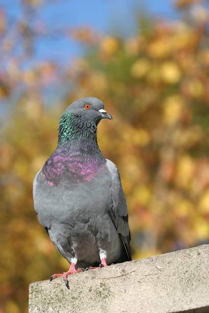 Feral Pigeon © 2008 Fraser Simpson