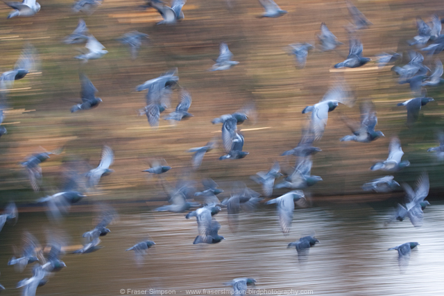 Feral Pigeons © 2014 Fraser Simpson