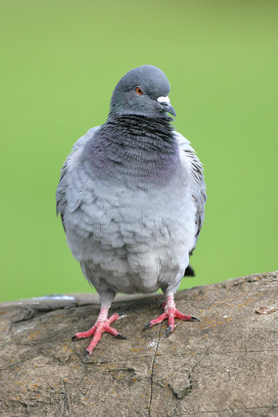 Feral Pigeon © 2006 Fraser Simpson