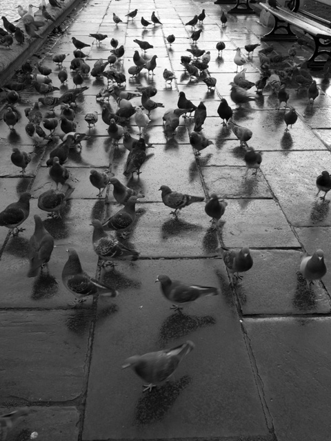 Feral Pigeon © 2009 Fraser Simpson