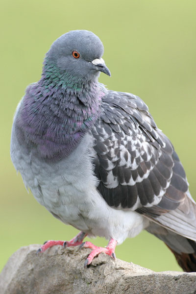 Feral Pigeon © 2006 Fraser Simpson
