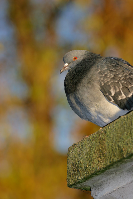 Feral Pigeon © 2007 Fraser Simpson