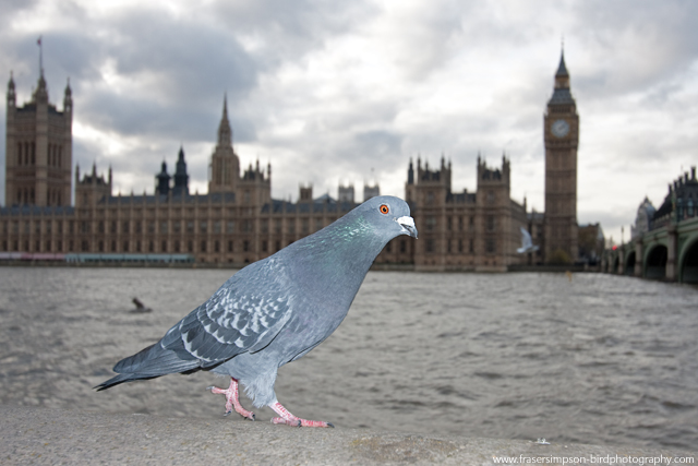 Feral Pigeon © 2011 Fraser Simpson