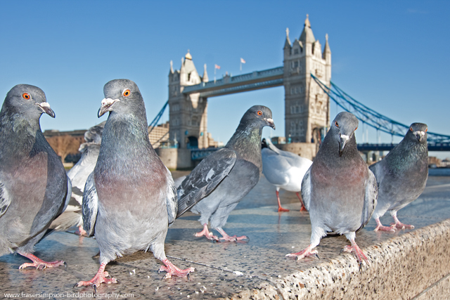 Feral Pigeons, England