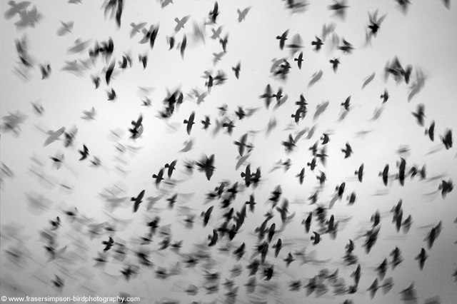Feral Pigeons © 2011 Fraser Simpson