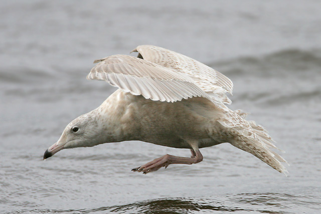 Glaucous Gull © 2007 Fraser Simpson