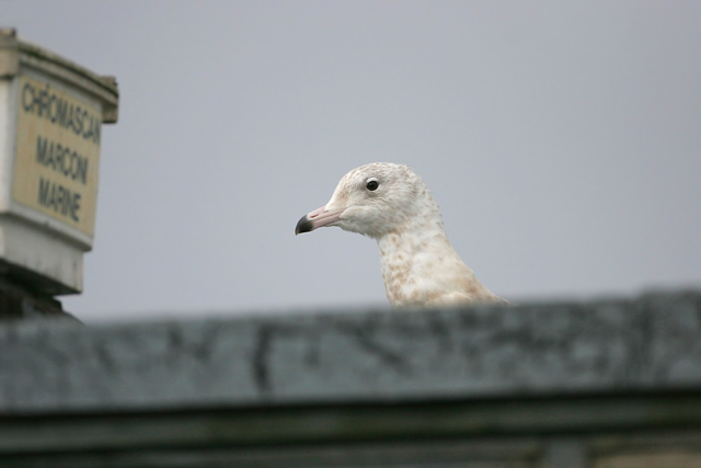 Glaucous Gull © 2007 Fraser Simpson