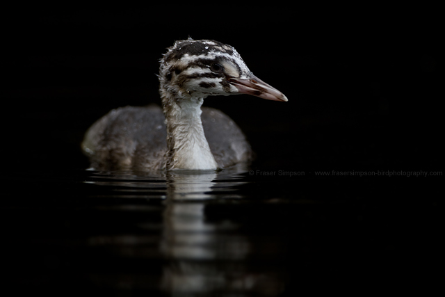Great Crested Grebe © 2014 Fraser Simpson