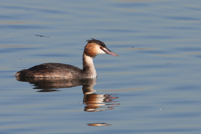 Great Crested Grebe © 2008 Fraser Simpson