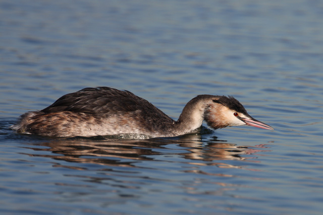 Great Crested Grebe © 2008 Fraser Simpson