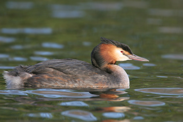 Great Crested Grebe © 2007 Fraser Simpson