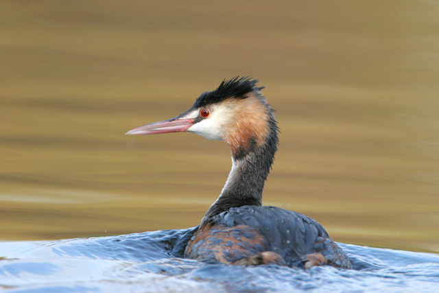 Great Crested Grebe © 2007 Fraser Simpson