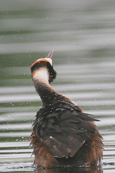 Great Crested Grebe © 2006 Fraser Simpson