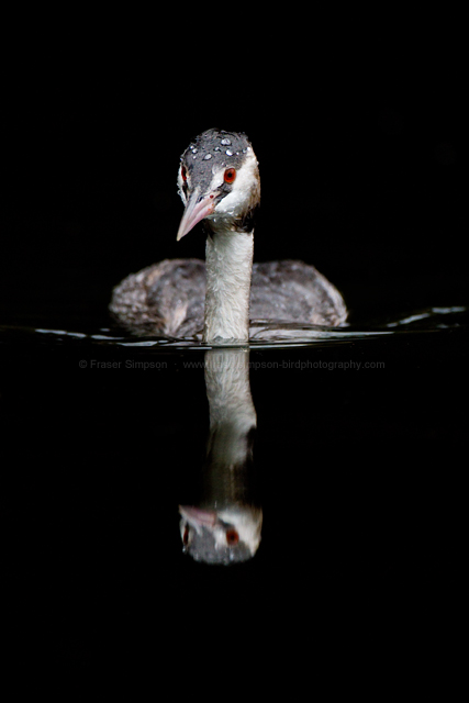 Great Crested Grebe © 2014 Fraser Simpson