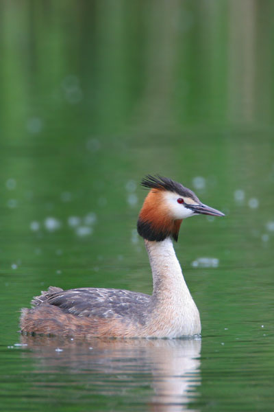 Great Crested Grebe © 2006 Fraser Simpson