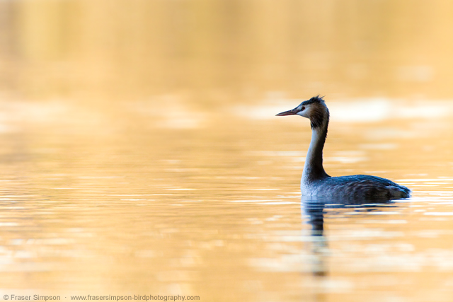 Great Crested Grebe © 2013 Fraser Simpson