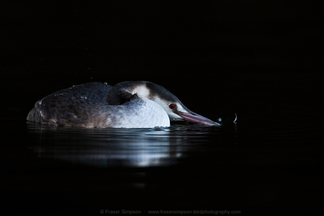 Great Crested Grebe © 2013 Fraser Simpson