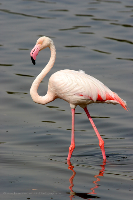 Greater Flamingo © 2008 Fraser Simpson