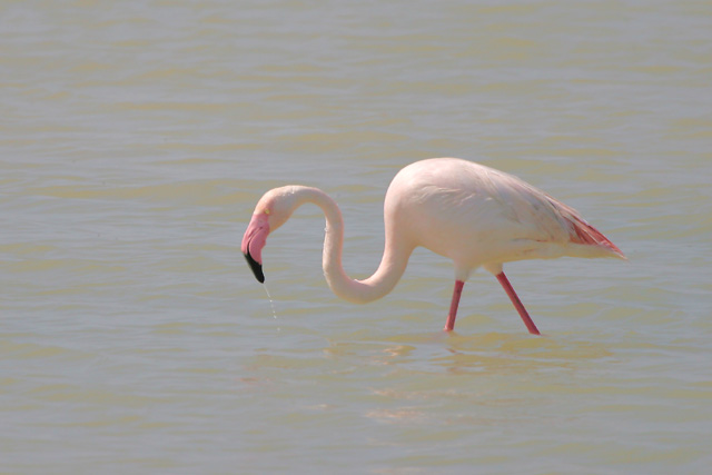 Greater Flamingo © 2007 Fraser Simpson