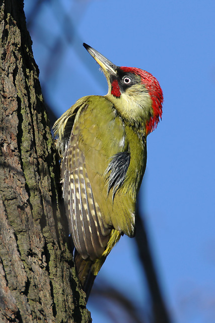 Green Woodpecker © 2008 Fraser Simpson