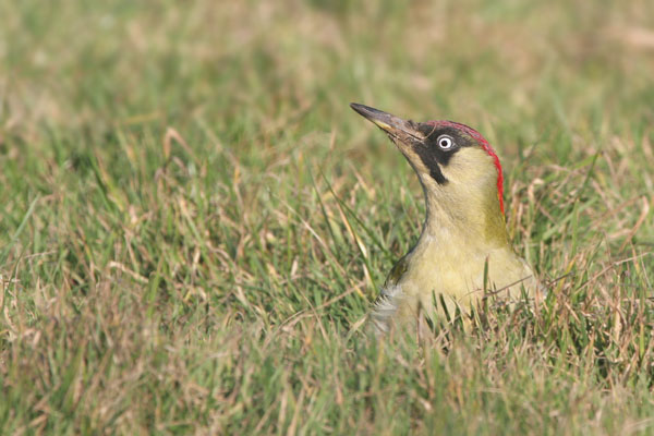 Green Woodpecker © 2006 Fraser Simpson