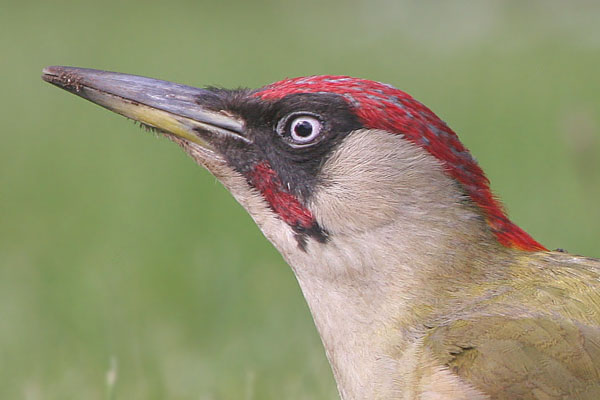 Green Woodpecker © 2005 Fraser Simpson