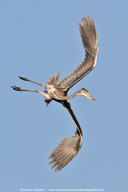 Grey Heron © 2014 Fraser Simpson