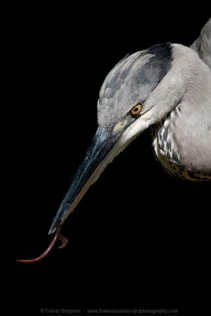 Grey Heron © 2012 Fraser Simpson