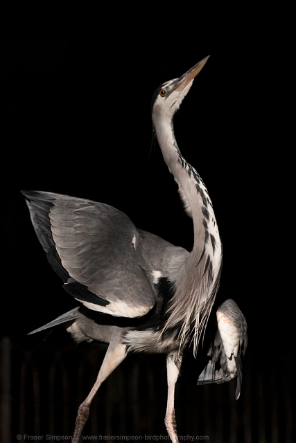 Grey Heron © 2013 Fraser Simpson