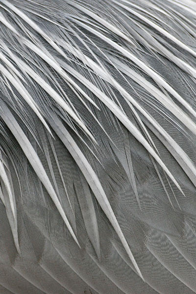 Grey Heron © 2006 Fraser Simpson