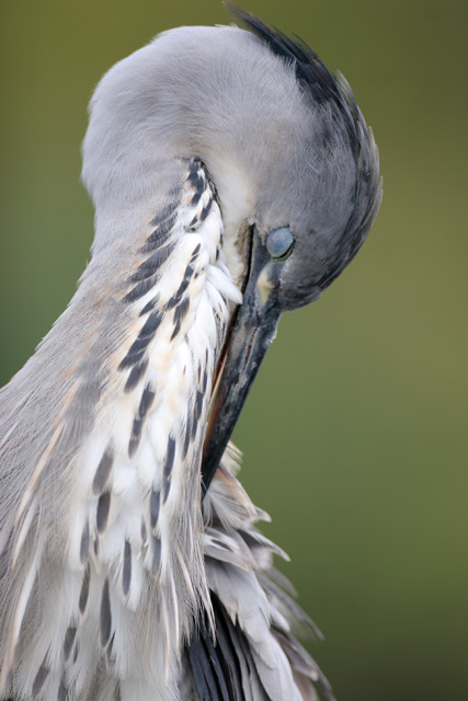 Grey Heron © 2007 Fraser Simpson