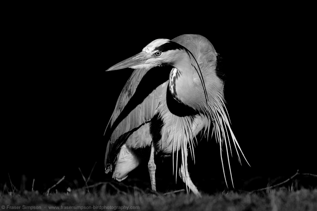 Grey Heron © 2014 Fraser Simpson