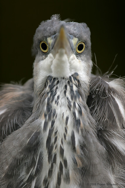 Grey Heron © 2008 Fraser Simpson