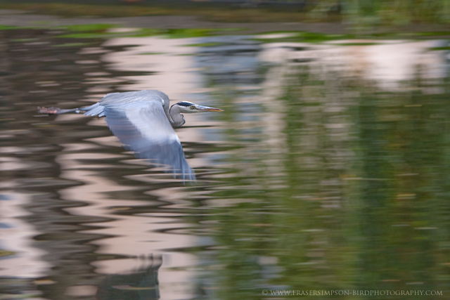 Grey Heron © 2010 Fraser Simpson
