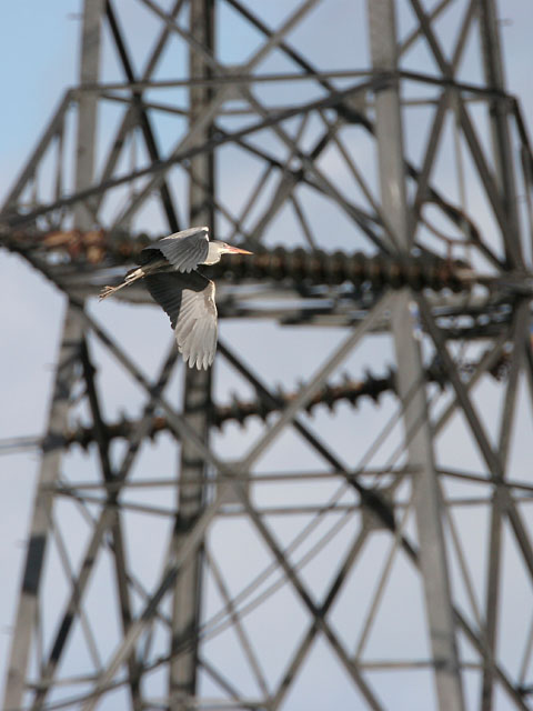 Grey Heron © 2007 Fraser Simpson