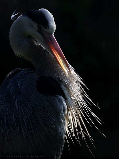 Grey Heron  © 2009 Fraser Simpson