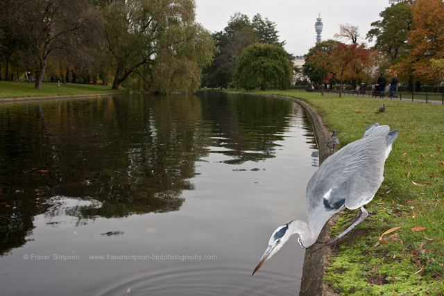 Grey Heron © 2012 Fraser Simpson