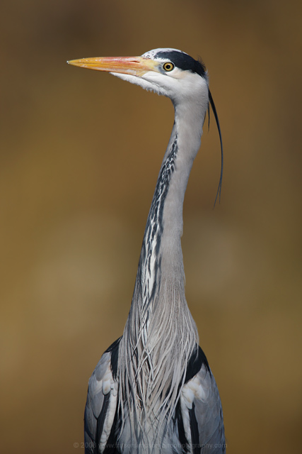 Grey Heron © 2009 Fraser Simpson