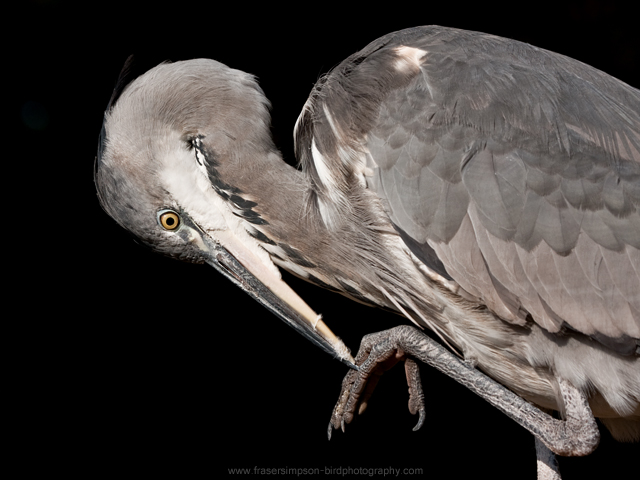 Grey Heron © 2011 Fraser Simpson