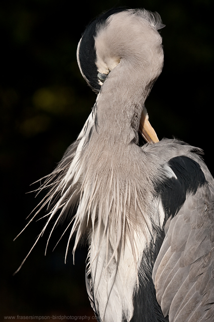 Grey Heron © 2011 Fraser Simpson