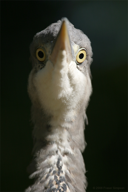 Grey Heron © 2008 Fraser Simpson