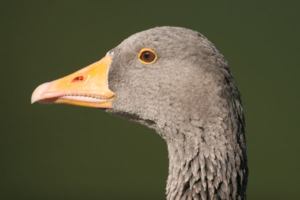 Greylag Goose © 2006 Fraser Simpson