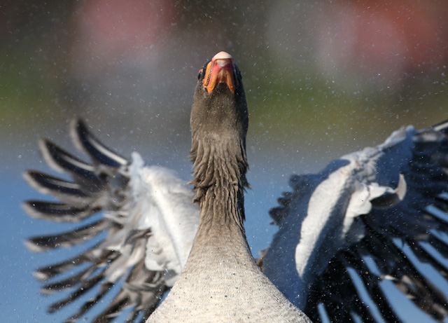 Greylag Goose © 2008 Fraser Simpson