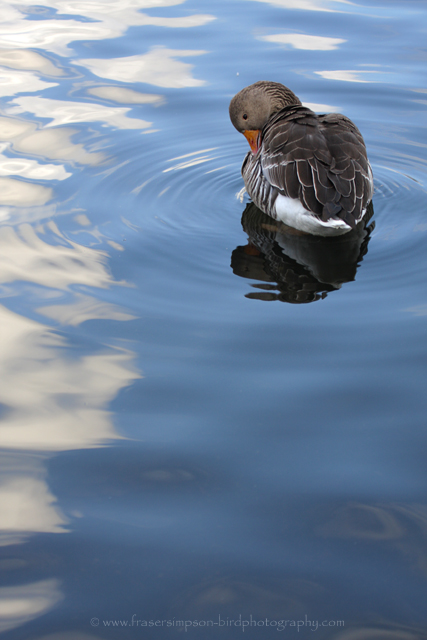 Greylag Goose, England