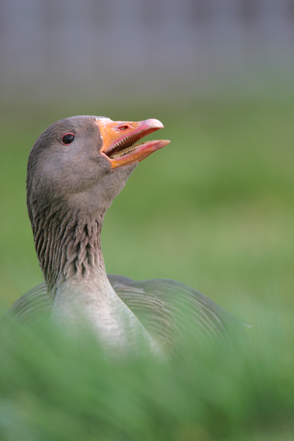 Greylag Goose © 2007 Fraser Simpson