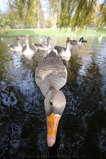 Greylag Goose © 2009 Fraser Simpson